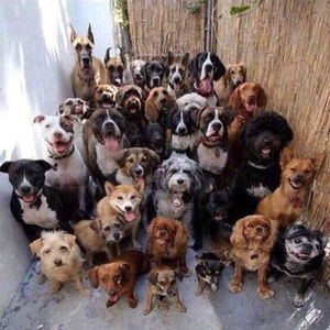 Meet your Posher, Josh